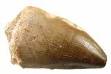 Fossil Mosasaur (Thalassotitan) Tooth - Morocco #341519-1